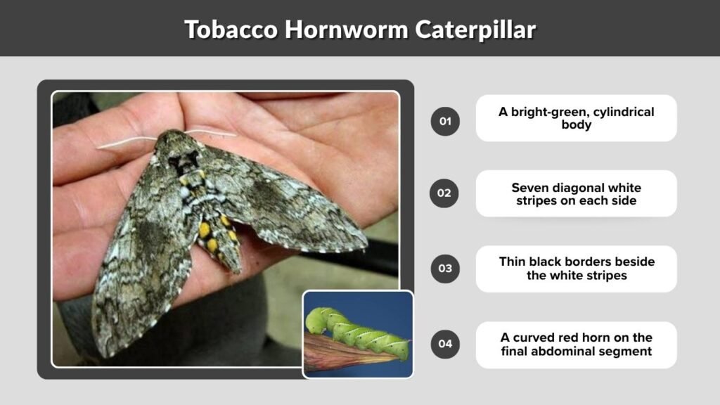 Tobacco Hornworm Caterpillar