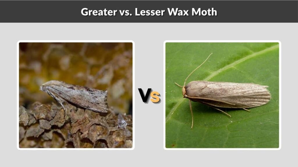 Greater vs. Lesser Wax Moth