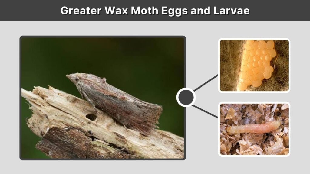 Greater Wax Moth Eggs and Larvae