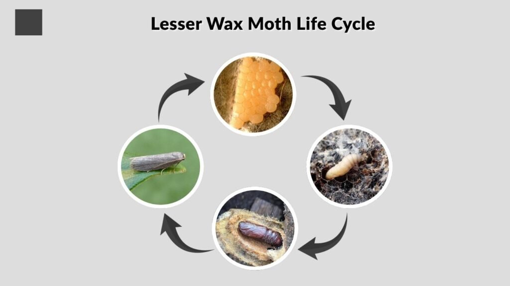 Lesser Wax Moth Life Cycle
