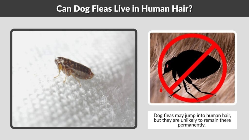 Can Dog Fleas Live in Human Hair?