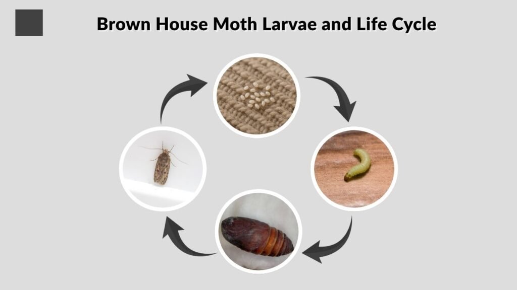Brown House Moth Larvae and Life Cycle
