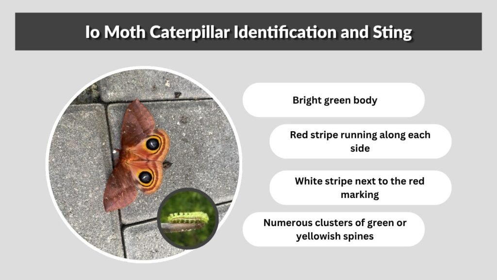Io Moth Caterpillar Identification and Sting