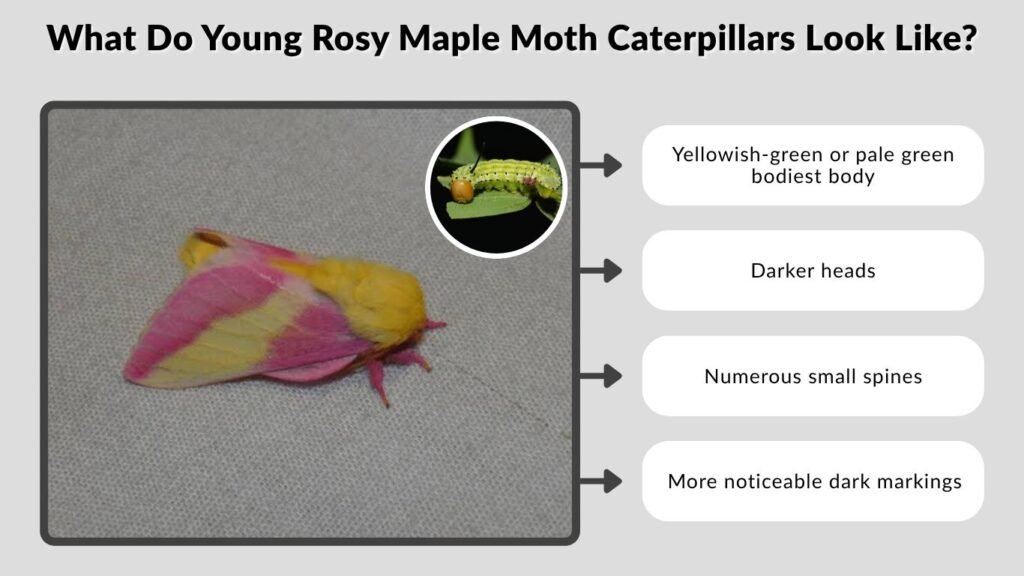 What Do Young Rosy Maple Moth Caterpillars Look Like?