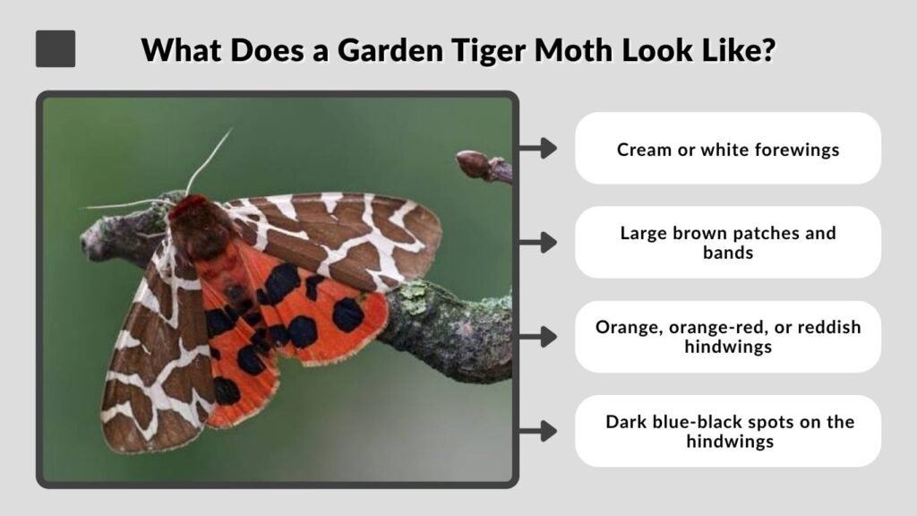 What Does a Garden Tiger Moth Look Like?