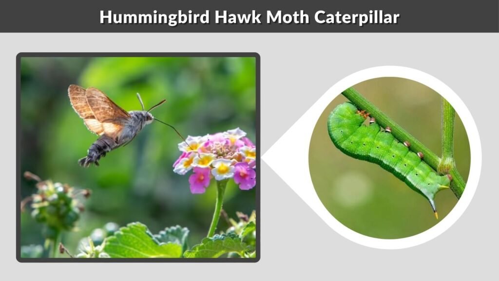 Hummingbird Hawk Moth Caterpillar