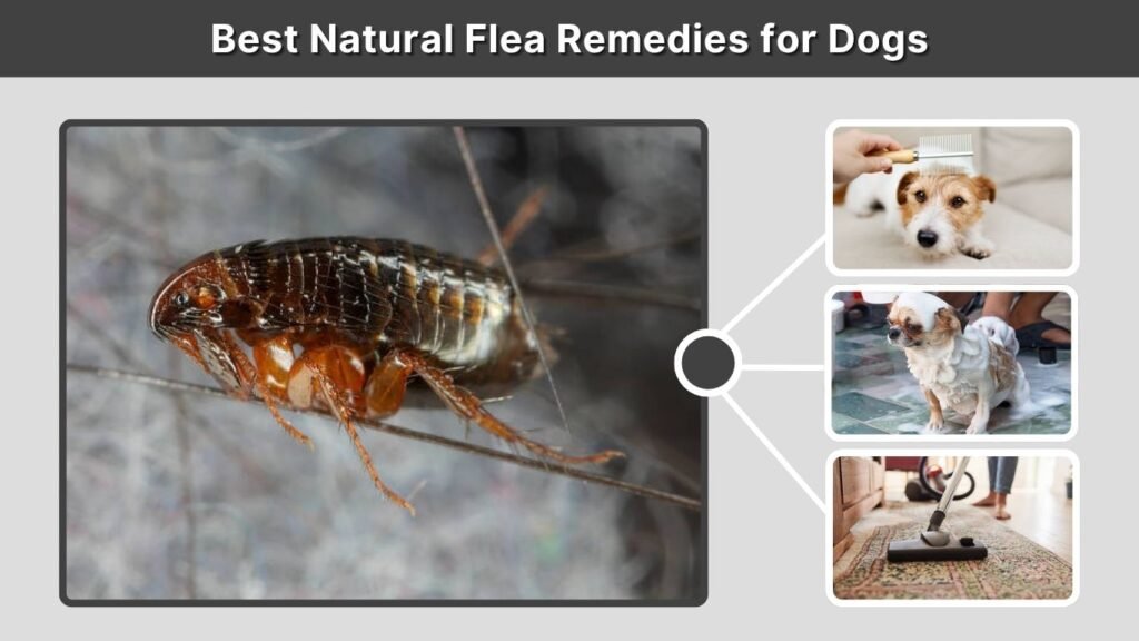Best Natural Flea Remedies for Dogs