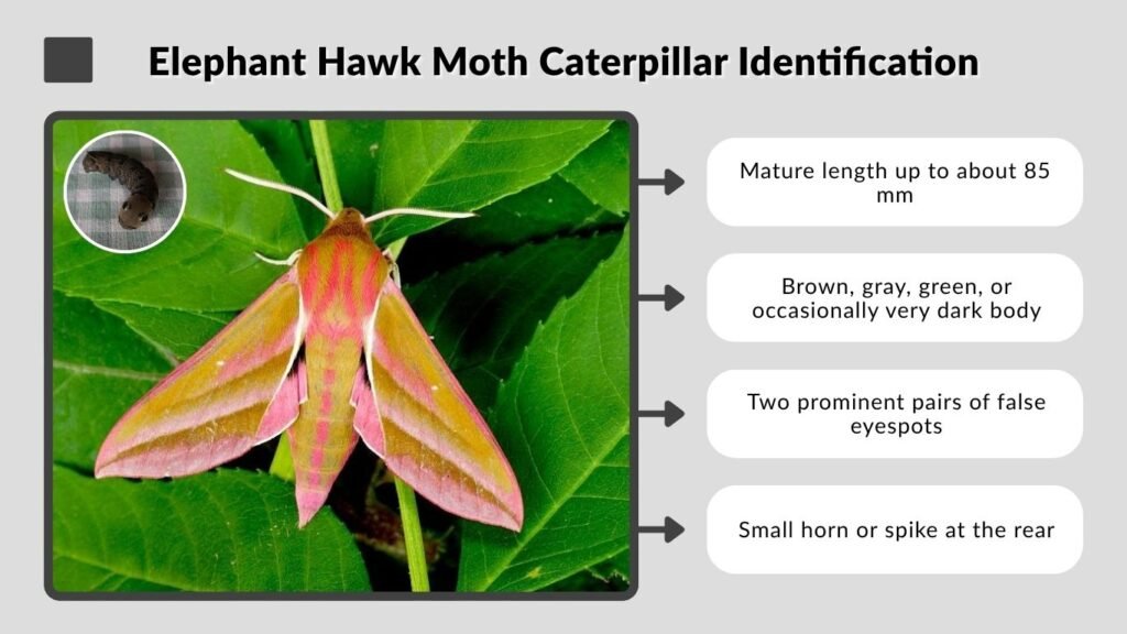Elephant Hawk Moth Caterpillar Identification
