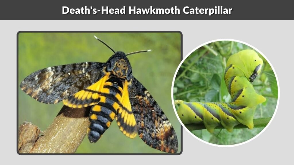 Death's-Head Hawkmoth Caterpillar