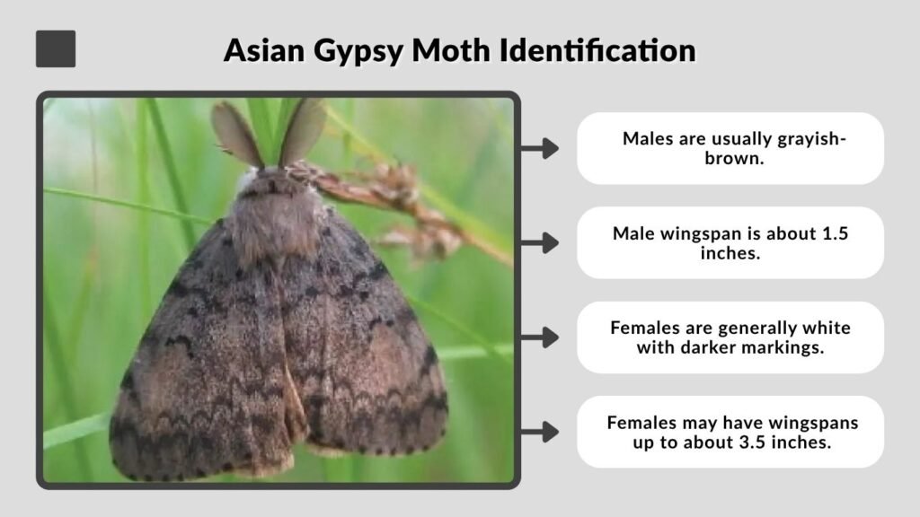 Asian Gypsy Moth Identification