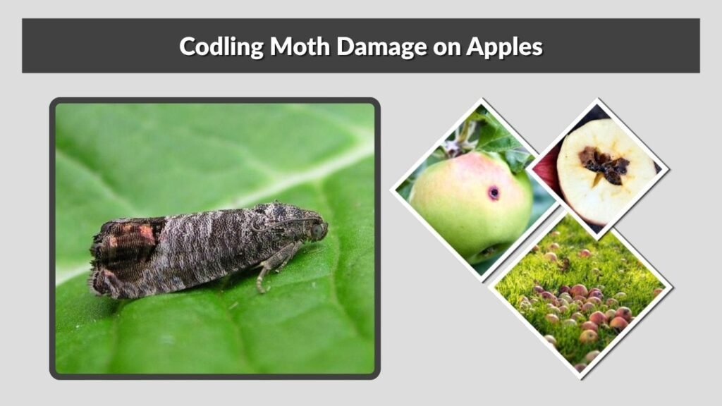 Codling Moth Damage on Apples