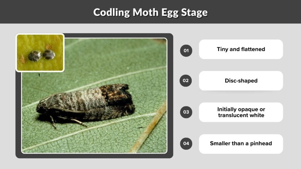 Codling Moth Egg Stage