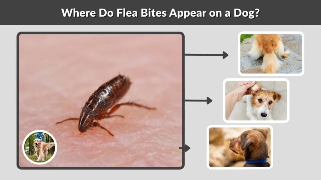 Where Do Flea Bites Appear on a Dog?