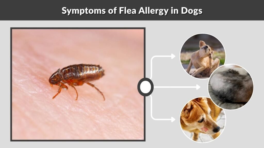 Symptoms of Flea Allergy in Dogs