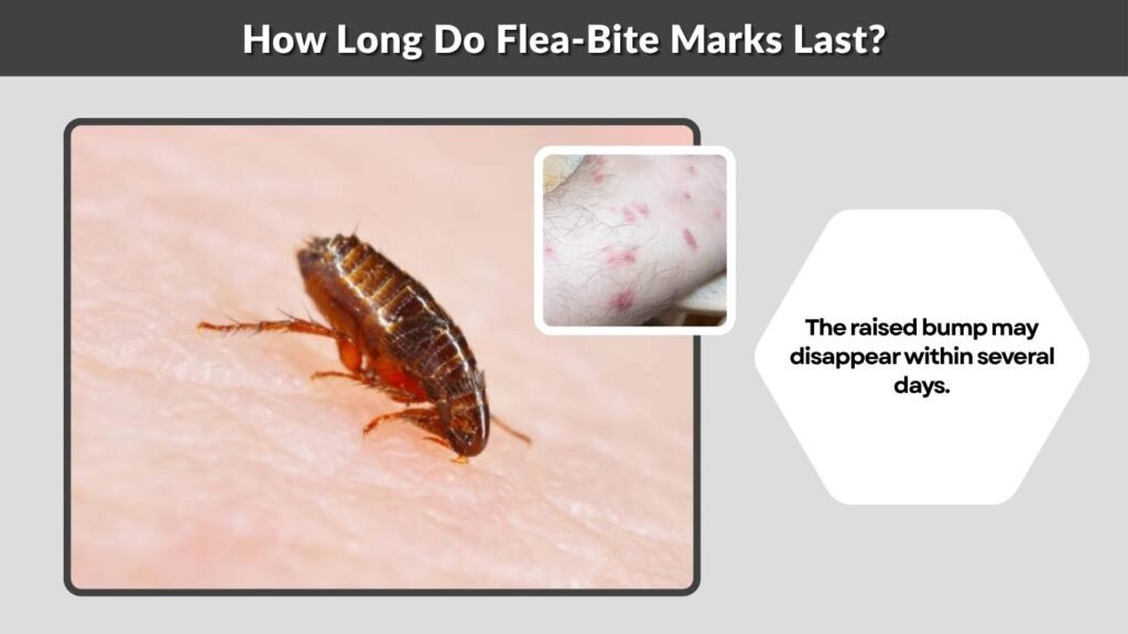 How Long Do Flea-Bite Marks Last?