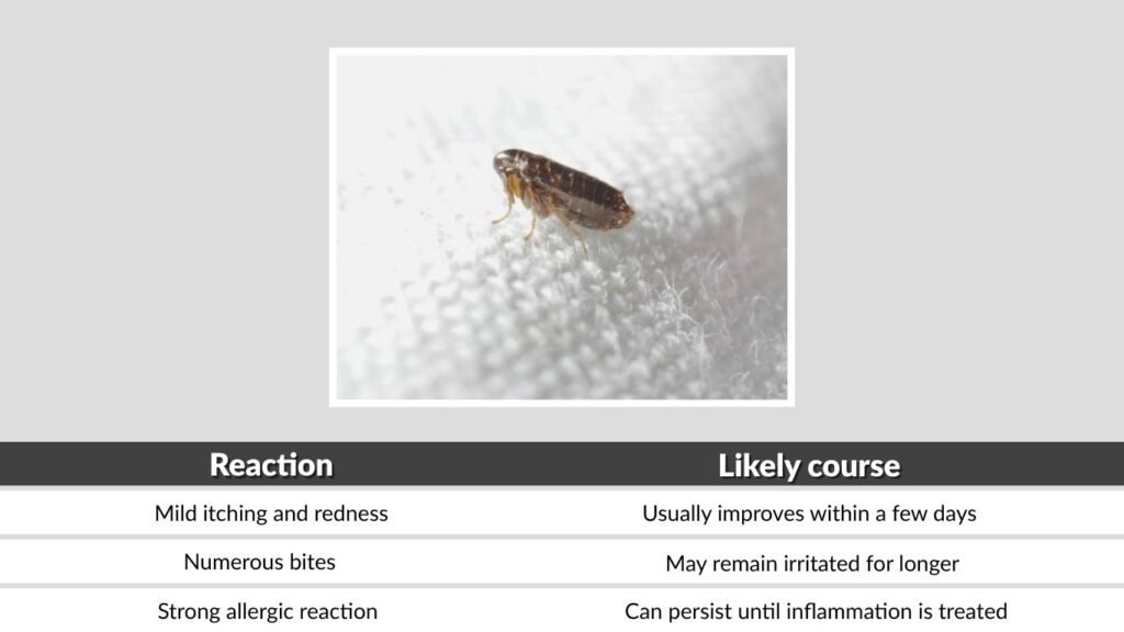 How Long Do Flea Bites Itch?