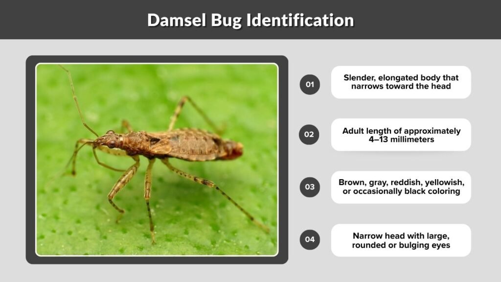 Damsel Bug Identification