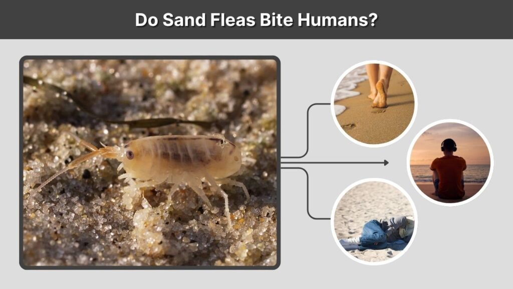 Do Sand Fleas Bite Humans?