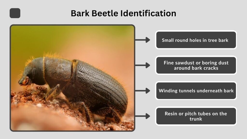 Bark Beetle Identification