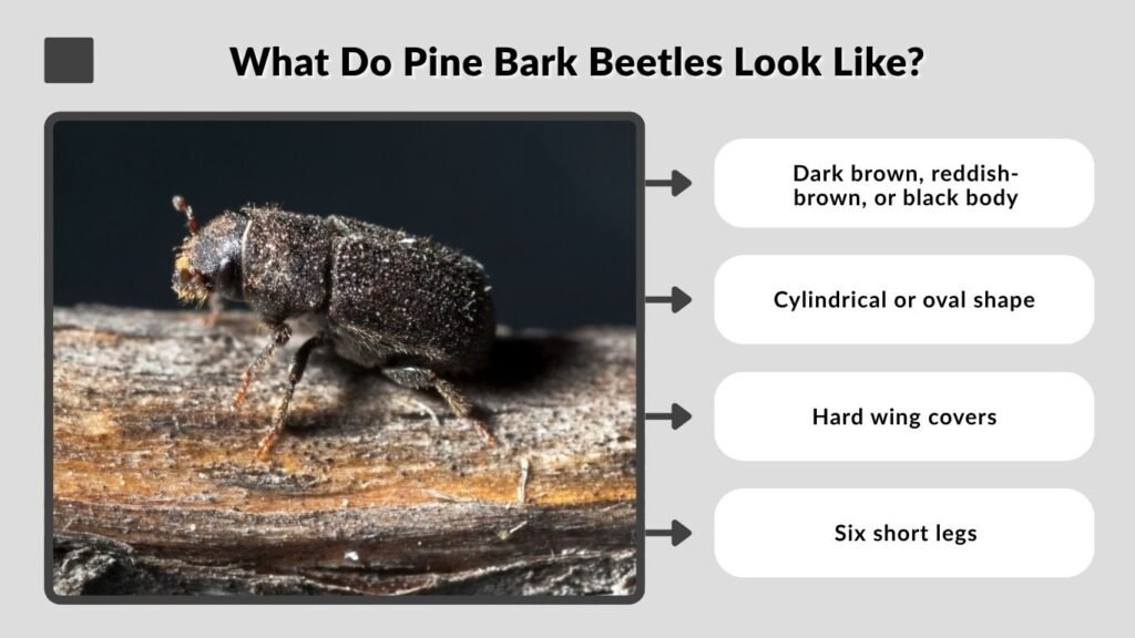 What Do Pine Bark Beetles Look Like?