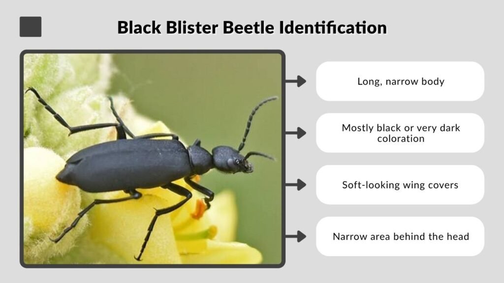 Black Blister Beetle Identification