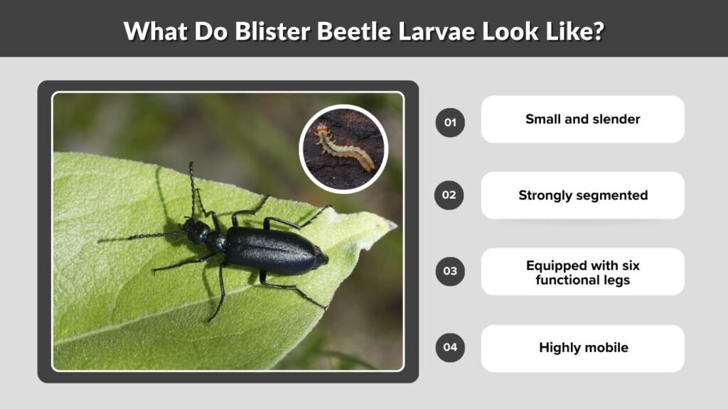 What Do Blister Beetle Larvae Look Like?