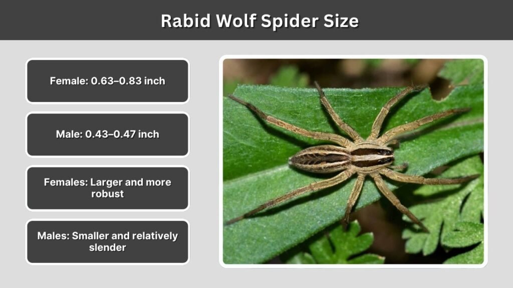 Rabid Wolf Spider Size