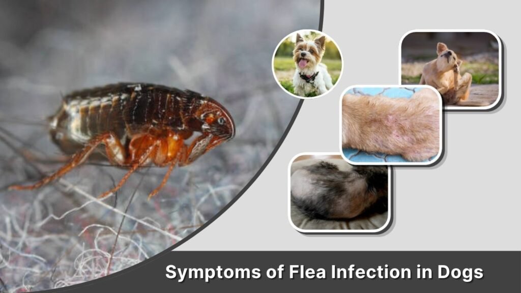 Symptoms of Flea Infection in Dogs