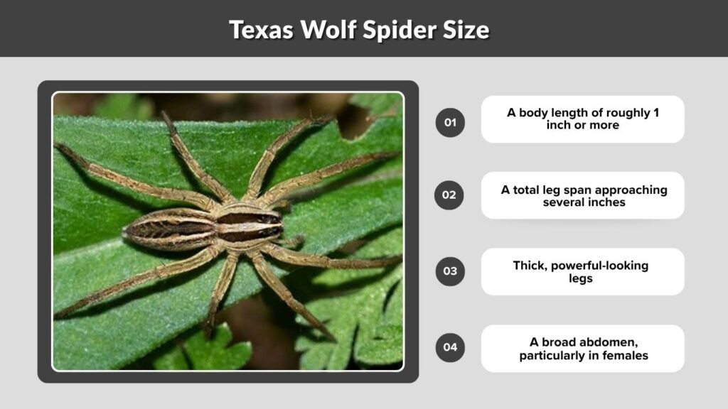Texas Wolf Spider Size