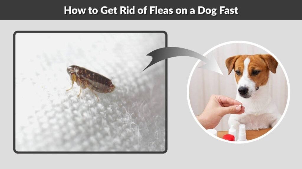 How to Get Rid of Fleas on a Dog Fast