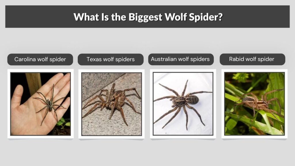 What Is the Biggest Wolf Spider?
