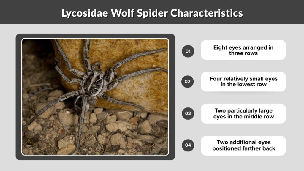 Lycosidae Wolf Spider Characteristics