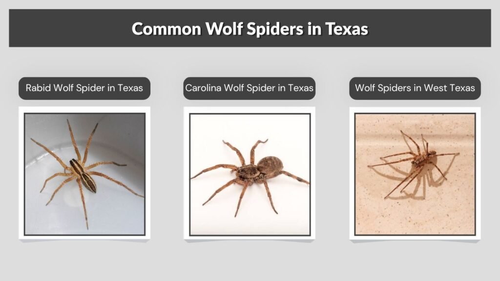 Common Wolf Spiders in Texas