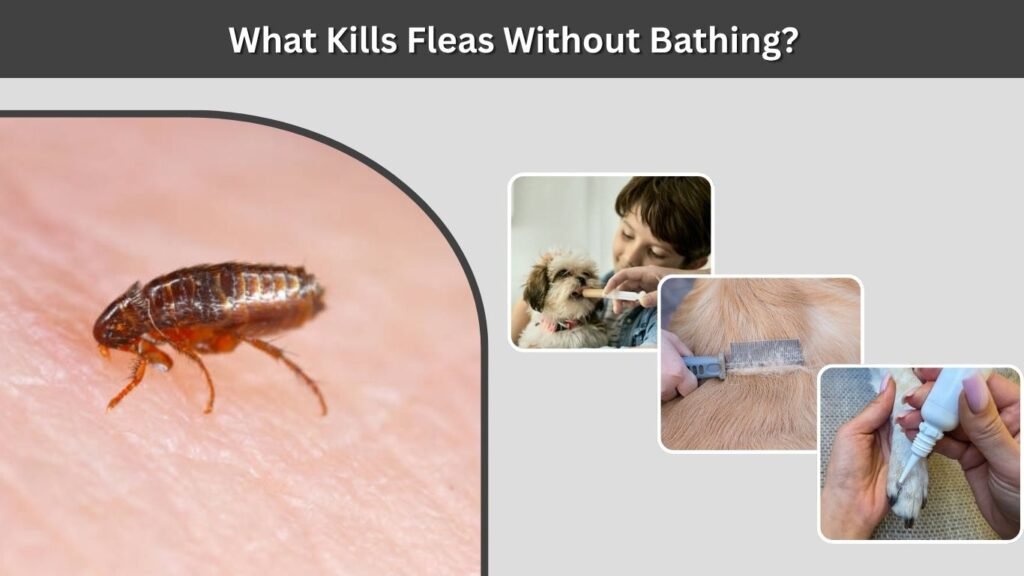 What Kills Fleas Without Bathing?