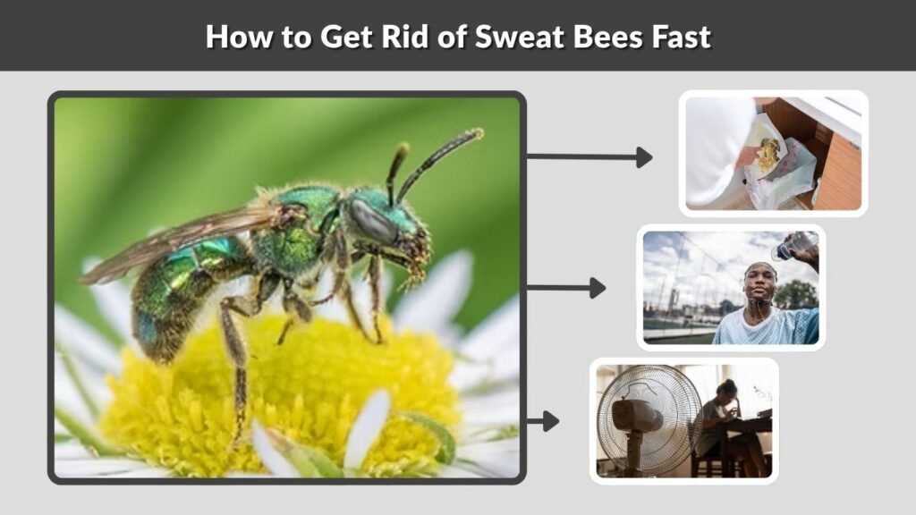 How to Get Rid of Sweat Bees Fast