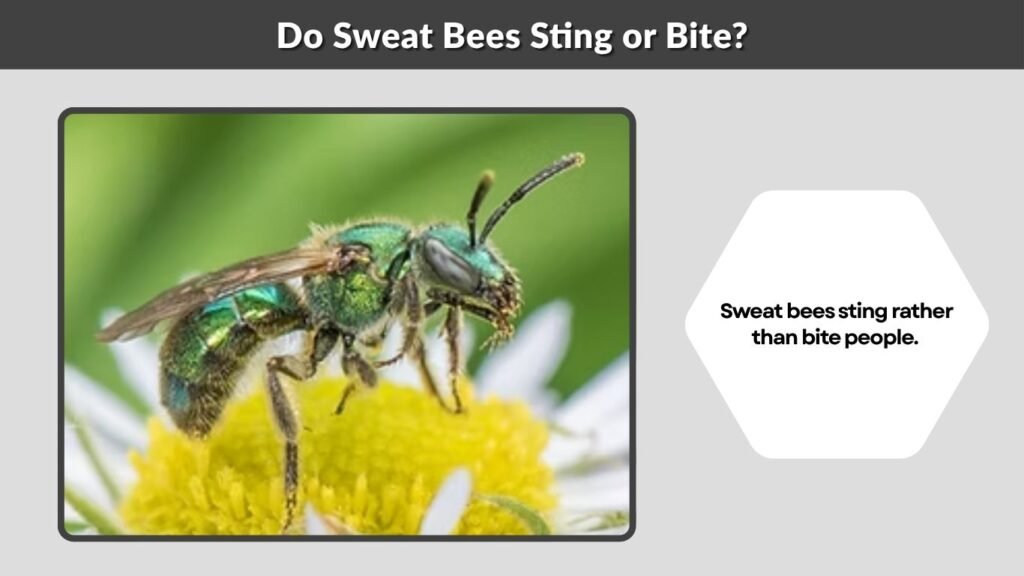 Do Sweat Bees Sting or Bite?