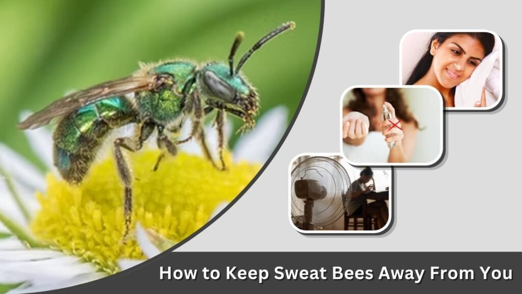 How to Keep Sweat Bees Away From You