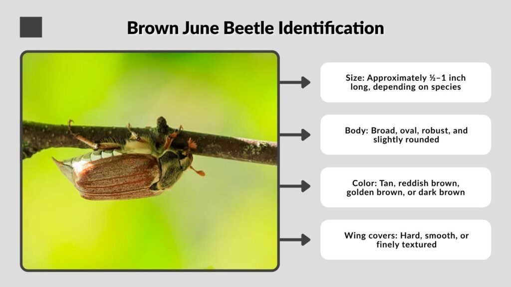 Brown June Beetle Identification