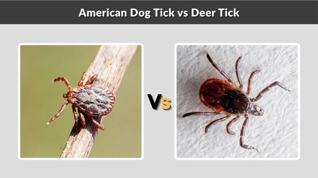 American Dog Tick vs Deer Tick