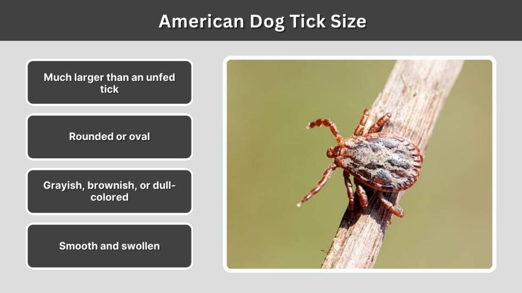 American Dog Tick Size