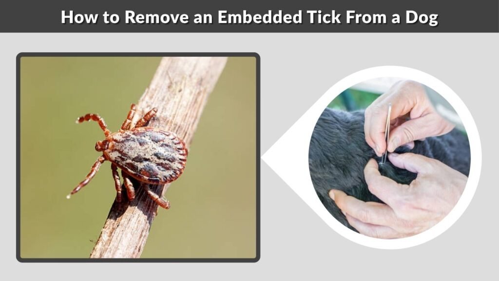How to Remove an Embedded Tick From a Dog