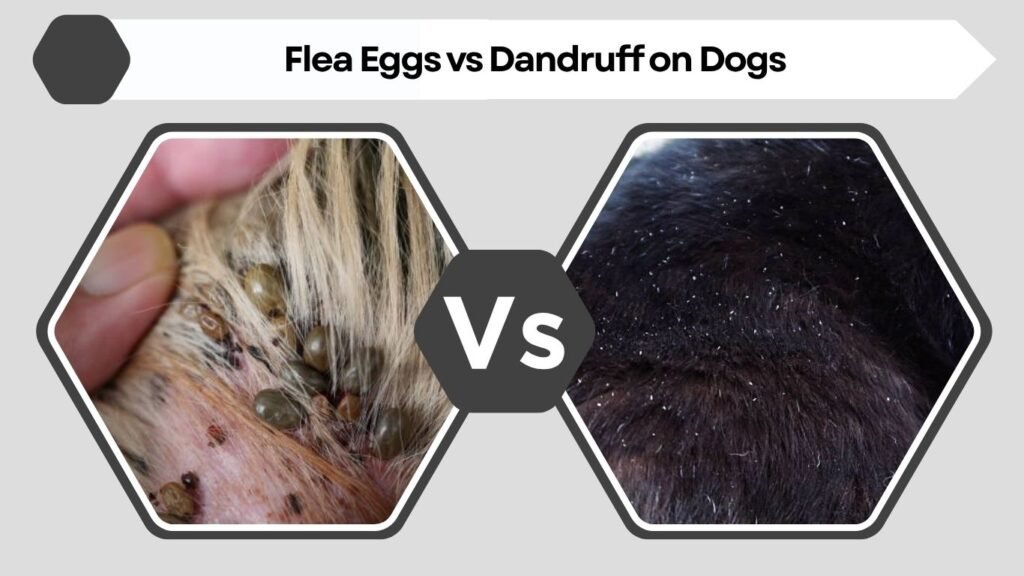 Flea Eggs vs Dandruff on Dogs