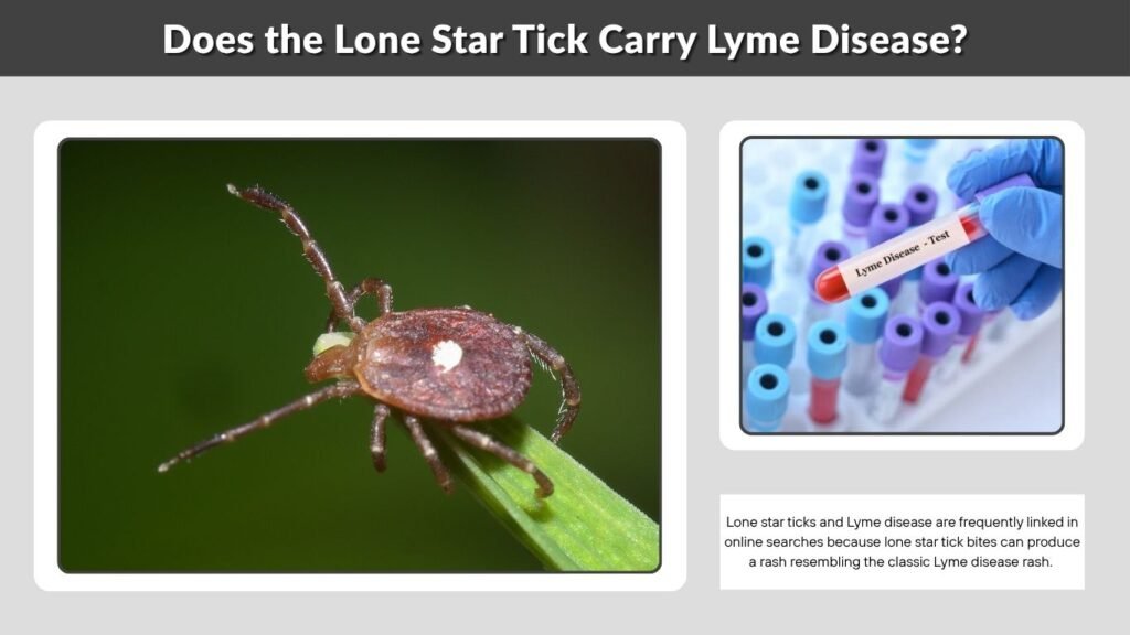Does the Lone Star Tick Carry Lyme Disease?