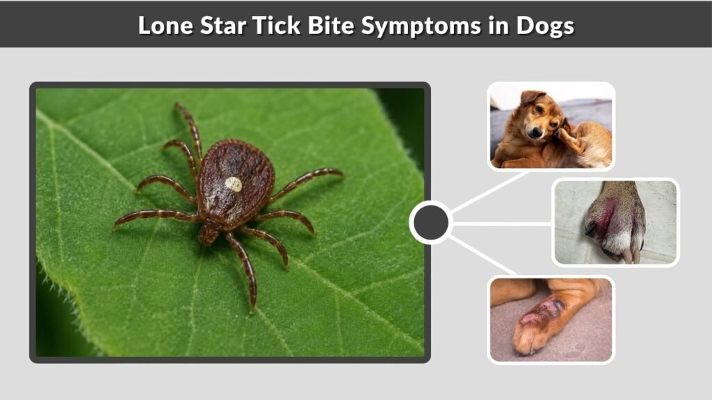 Lone Star Tick Bite Symptoms in Dogs