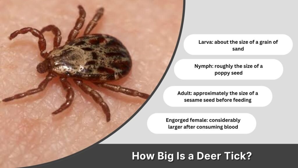 How Big Is a Deer Tick?