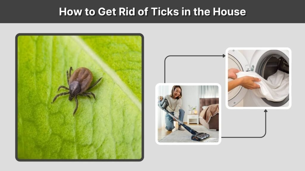 How to Get Rid of Ticks in the House