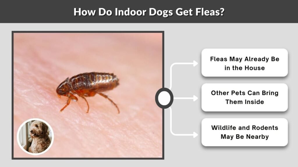 How Do Indoor Dogs Get Fleas?