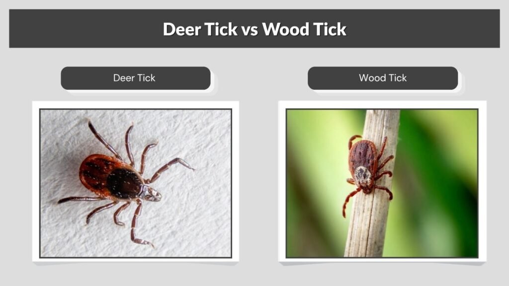 Deer Tick vs Wood Tick