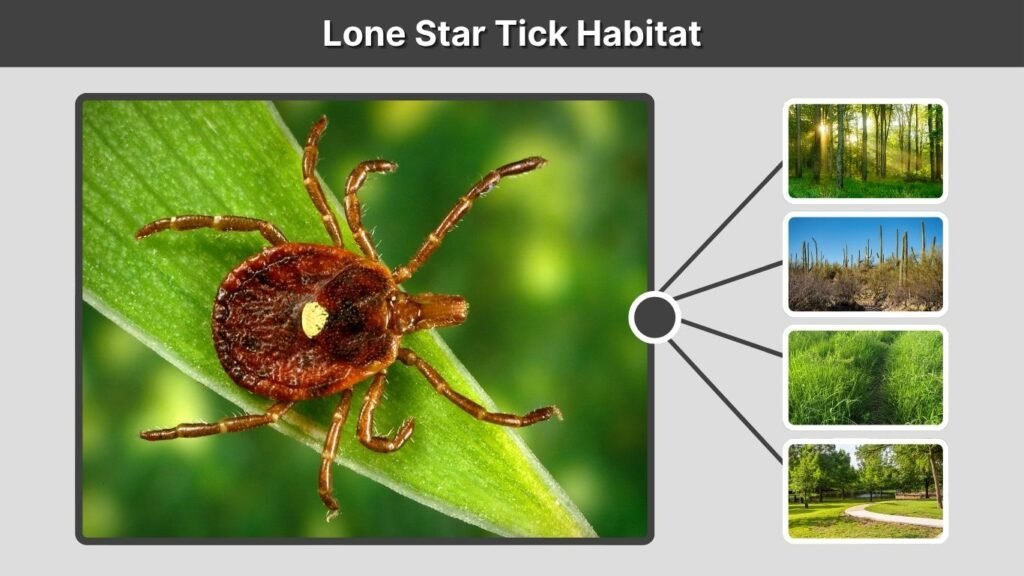 Lone Star Tick Habitat