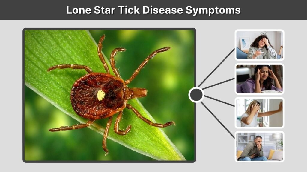 Lone Star Tick Disease Symptoms